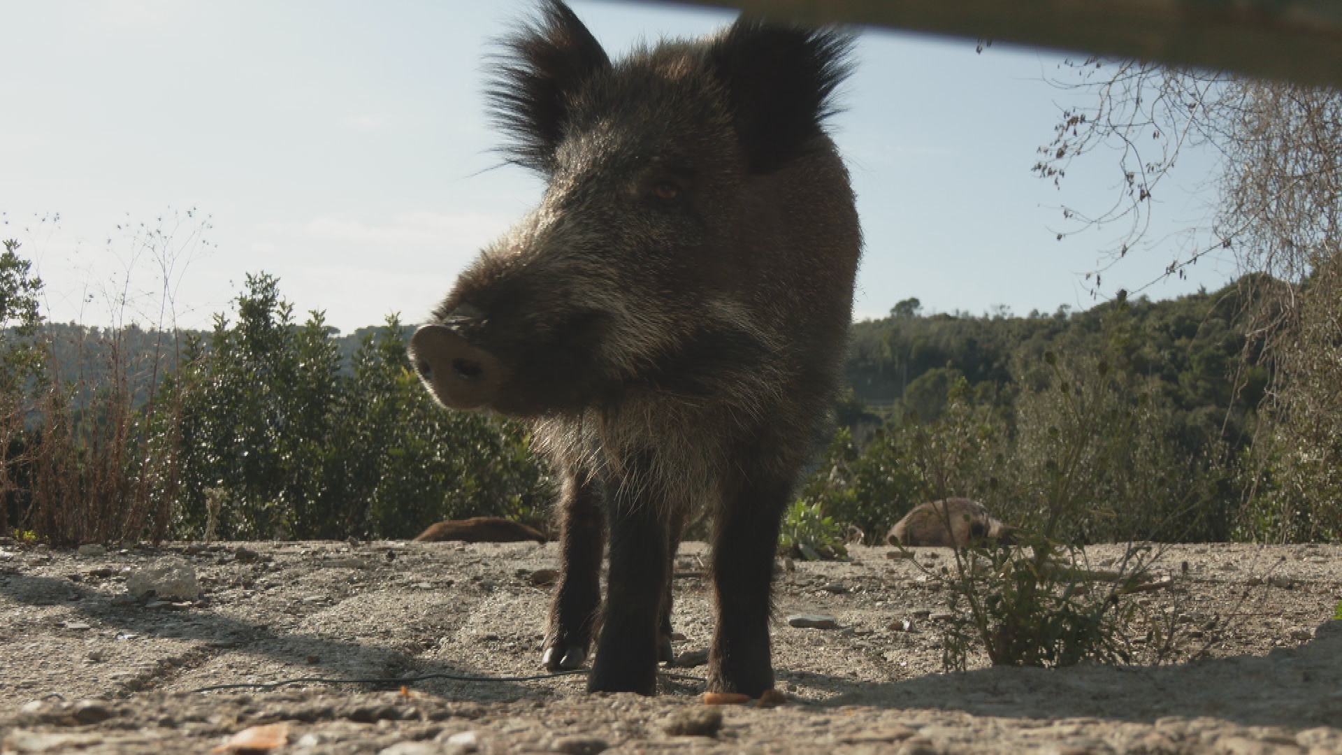Yaban Domuzu Tehdidi: Barselona'da Afrika Domuz Vebası ve Zorlu Mücadele