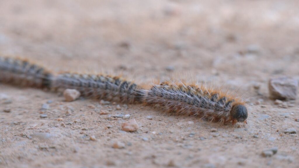 Çam Kese Tırtılı: Katalonya Ormanlarını Saran Tehdit ve Bilinmeyenleri