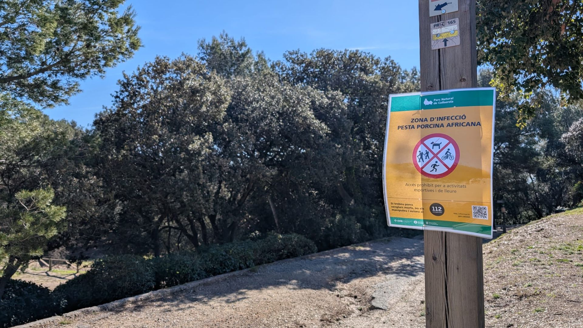 Afrika Domuz Vebası Barselona'ya Sıçradı: Collserola Parkı Kapatıldı!