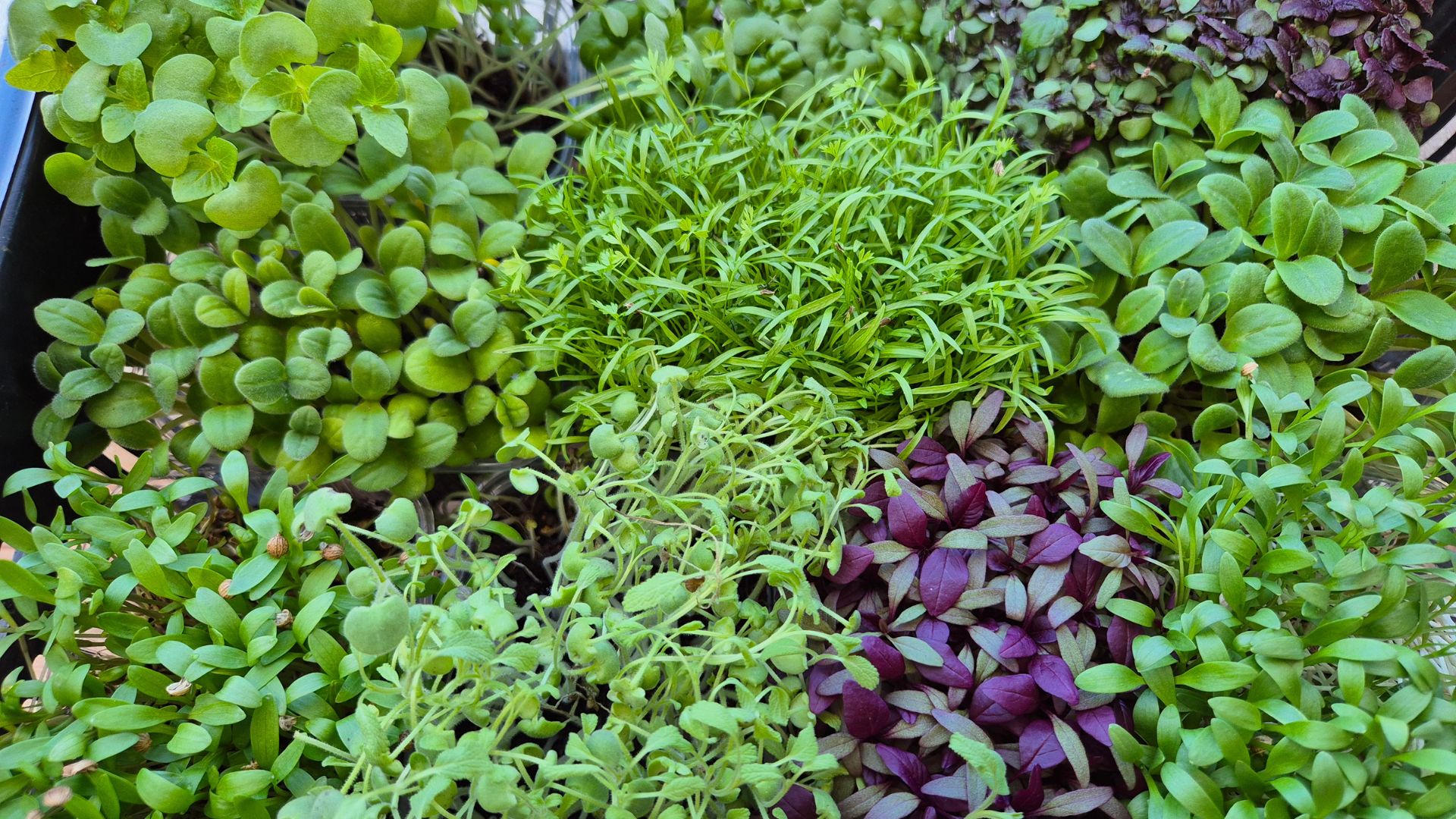 Barselona'nın Kalbinden Sofralara: The Brot'tan 30 Çeşit Canlı Filiz