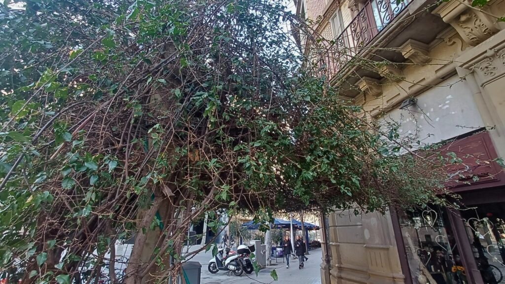 Rambla de Catalunya'nın Sembolik Begonvili Kurtarıldı: Halkın Zaferi