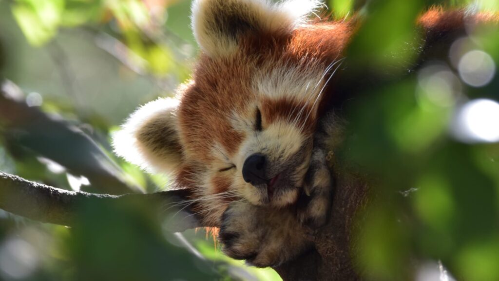 Barselona Hayvanat Bahçesi'nin Yaz Kampı Rekor Kırdı: Yerler Aylar Önceden Tükendi!