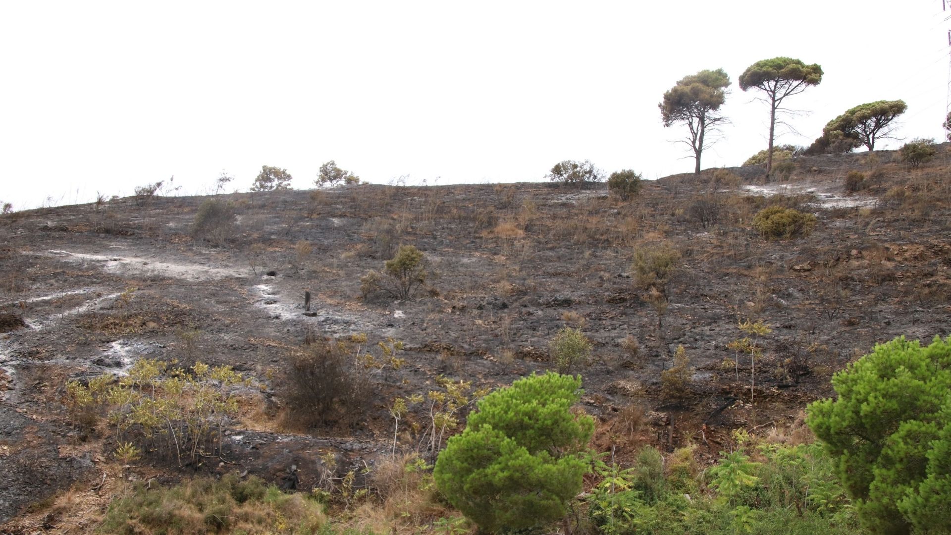 Barselona'nın Collserola Parkı'nda 54 Hektarlık Yangın Tamamen Söndürüldü