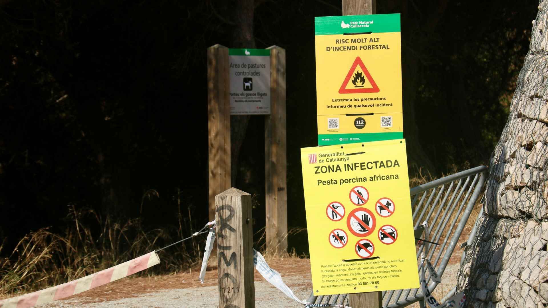 Collserola Park'ta Afrika Domuz Vebası Alarmı: Kapanış En Az Üç Ay Daha Sürecek