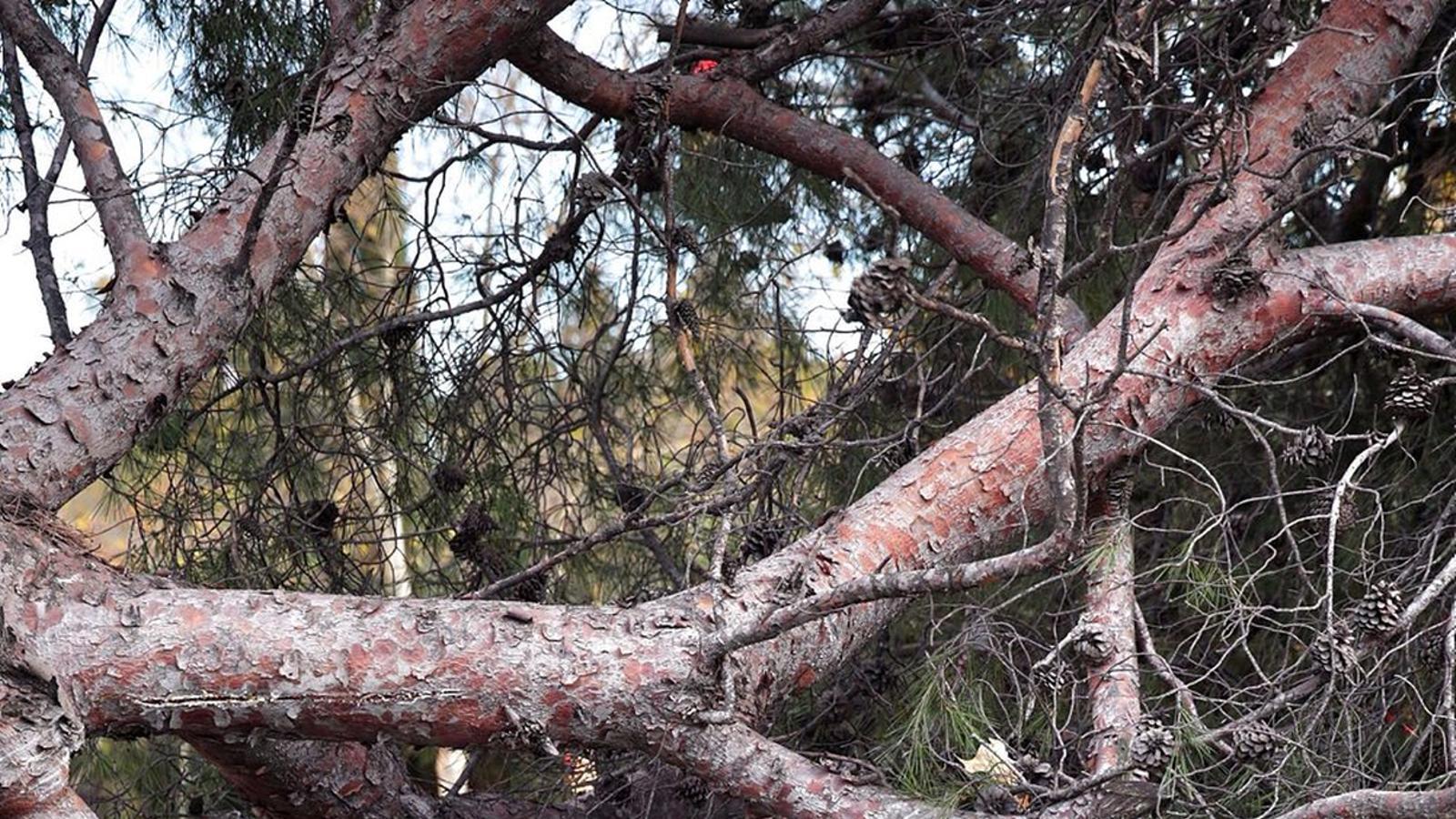 İspanya'da Kutsal Hafta Öncesi Şiddetli Rüzgar ve Kar Fırtınası Alarmı