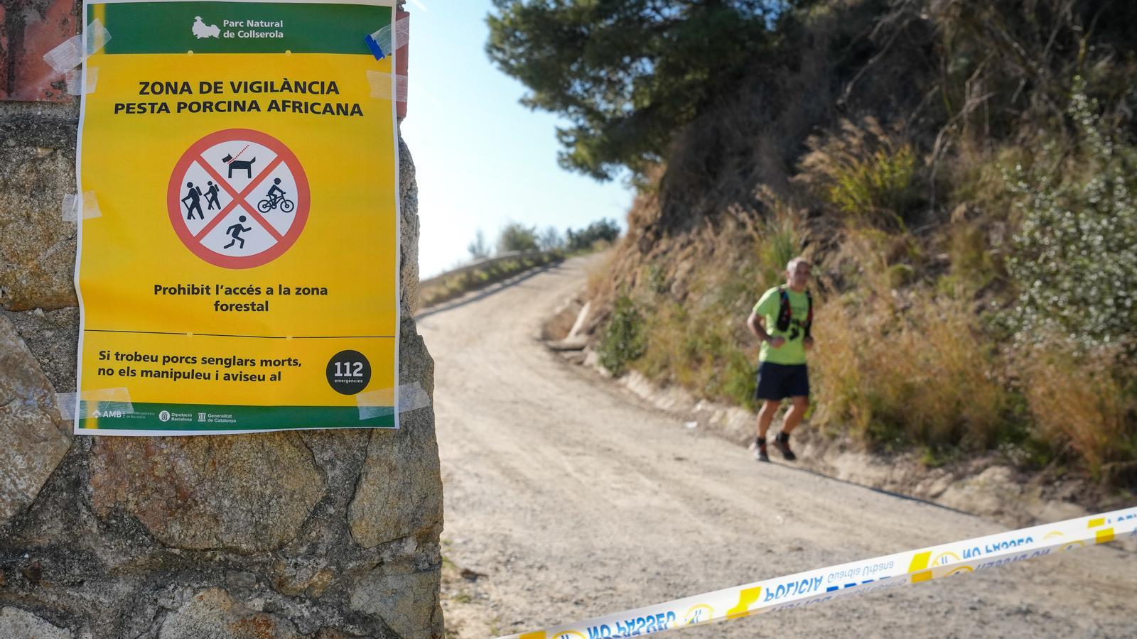 Barselona'da Alarm: Collserola Doğal Parkı, Afrika Domuz Vebası Nedeniyle Kapatıldı!
