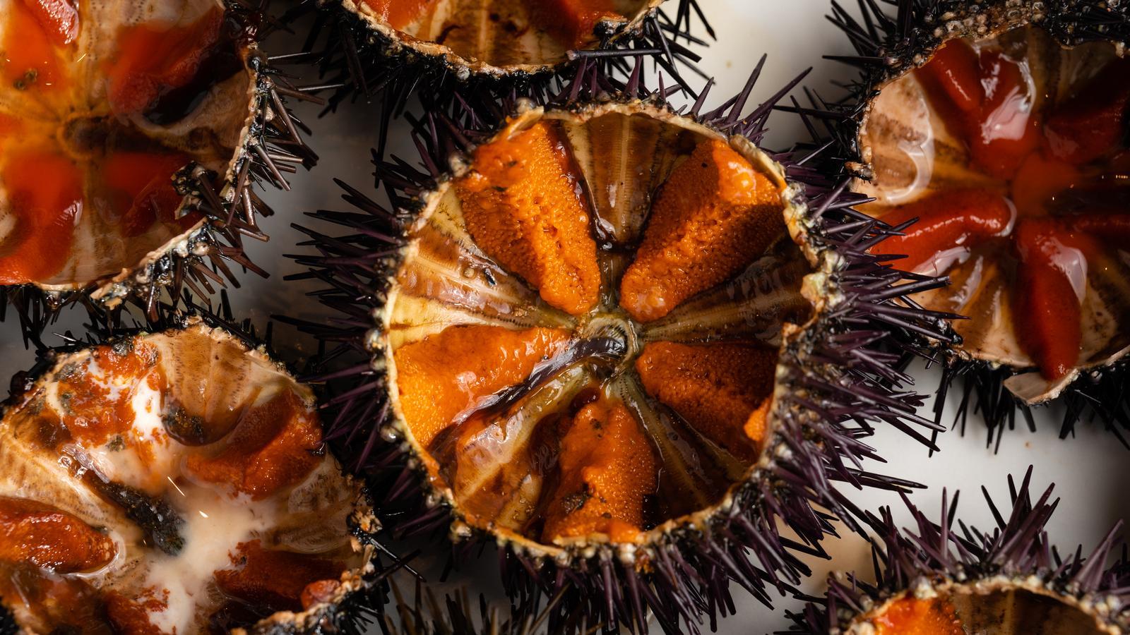 Costa Brava'nın Sembol Deniz Kestanesi 'Garota' Krizi: Balıkçılar Dolu Diyor