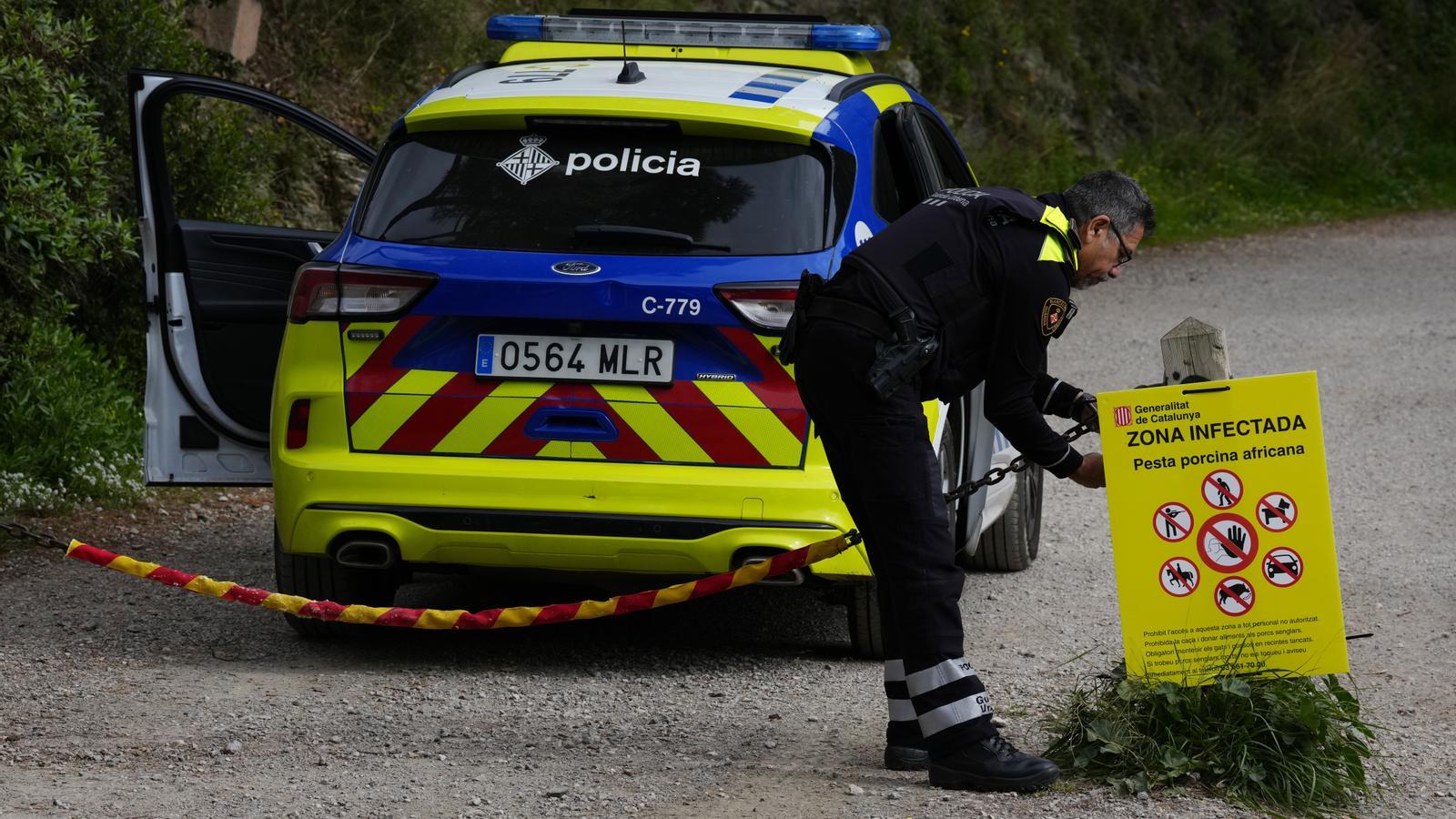 Barselona'nın Yeşil Akciğeri Collserola, Afrika Domuz Vebası Nedeniyle Kapanıyor