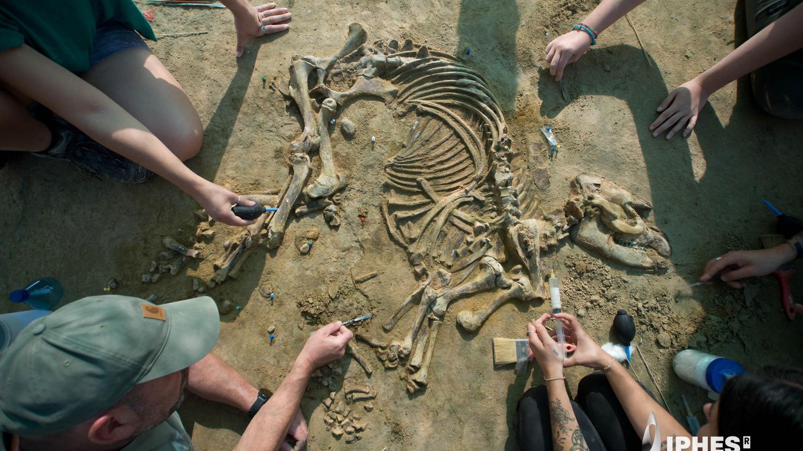 Avrupa'nın En Eksiksiz Tapir Yavrusu İskeleti İspanya'da Bulundu: 4 Milyon Yıllık Keşif