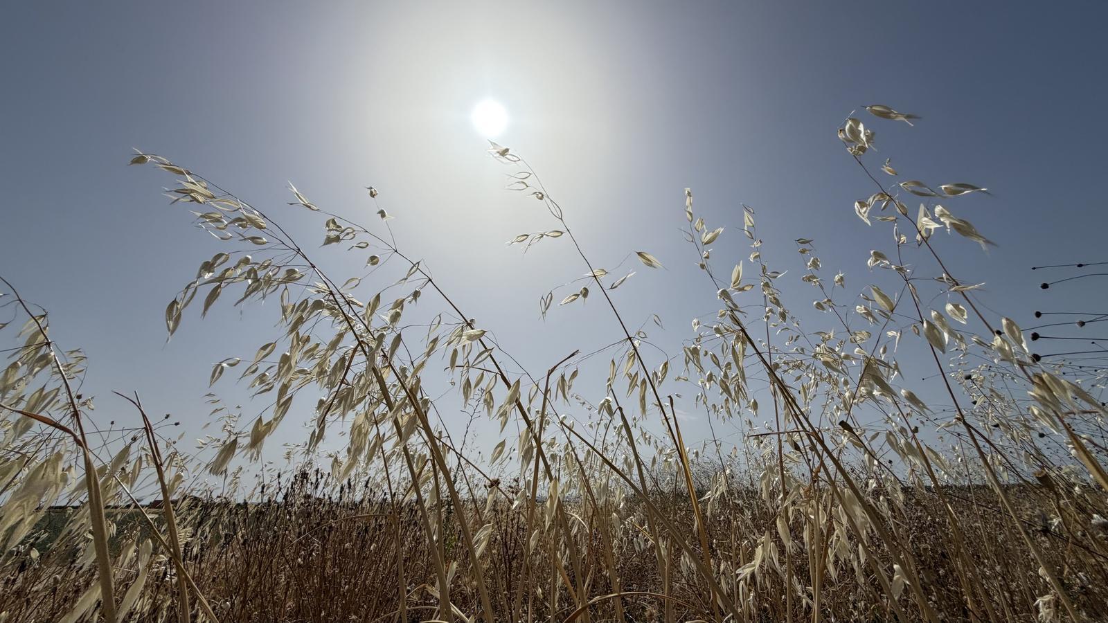 Katalonya'da Rekor Sıcaklıklar Kapıda: 43°C'yi Aşan Kavurucu Hava Dalgası Geliyor