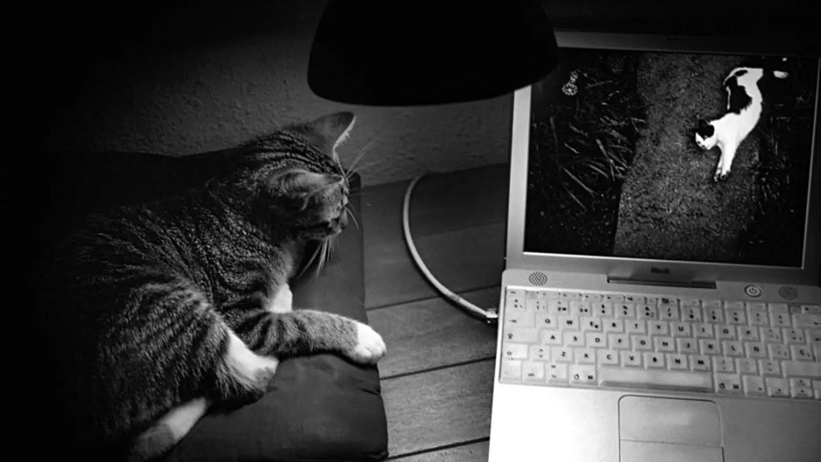 Tüylü Dostlar Ekran Başına: Evcil Hayvanlara Özel Dijital İçerikler Yükselişte