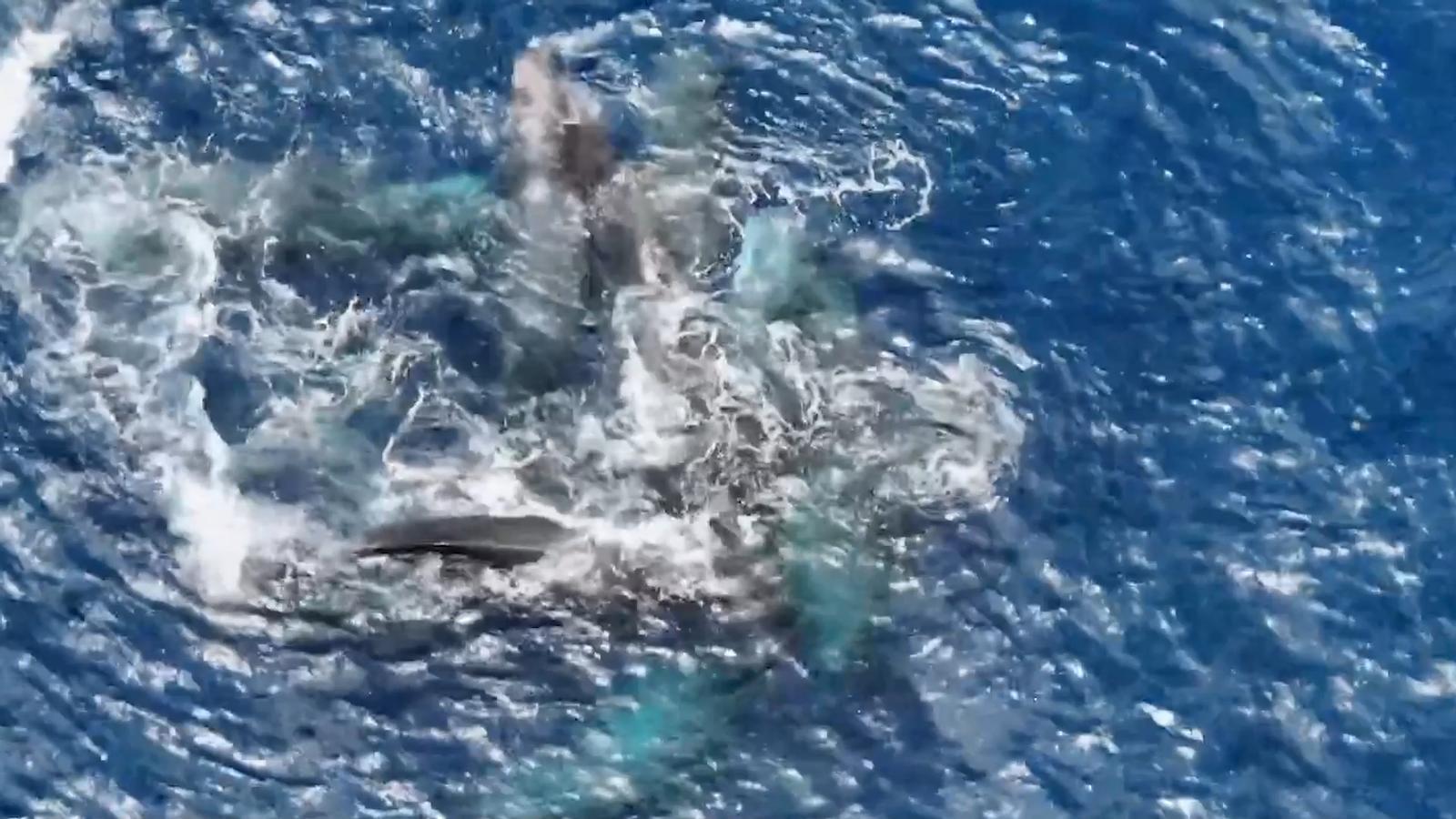 Denizlerin Derinliklerindeki Şaşırtıcı Dayanışma: İspermeçet Balinalarından Doğum Yardımı