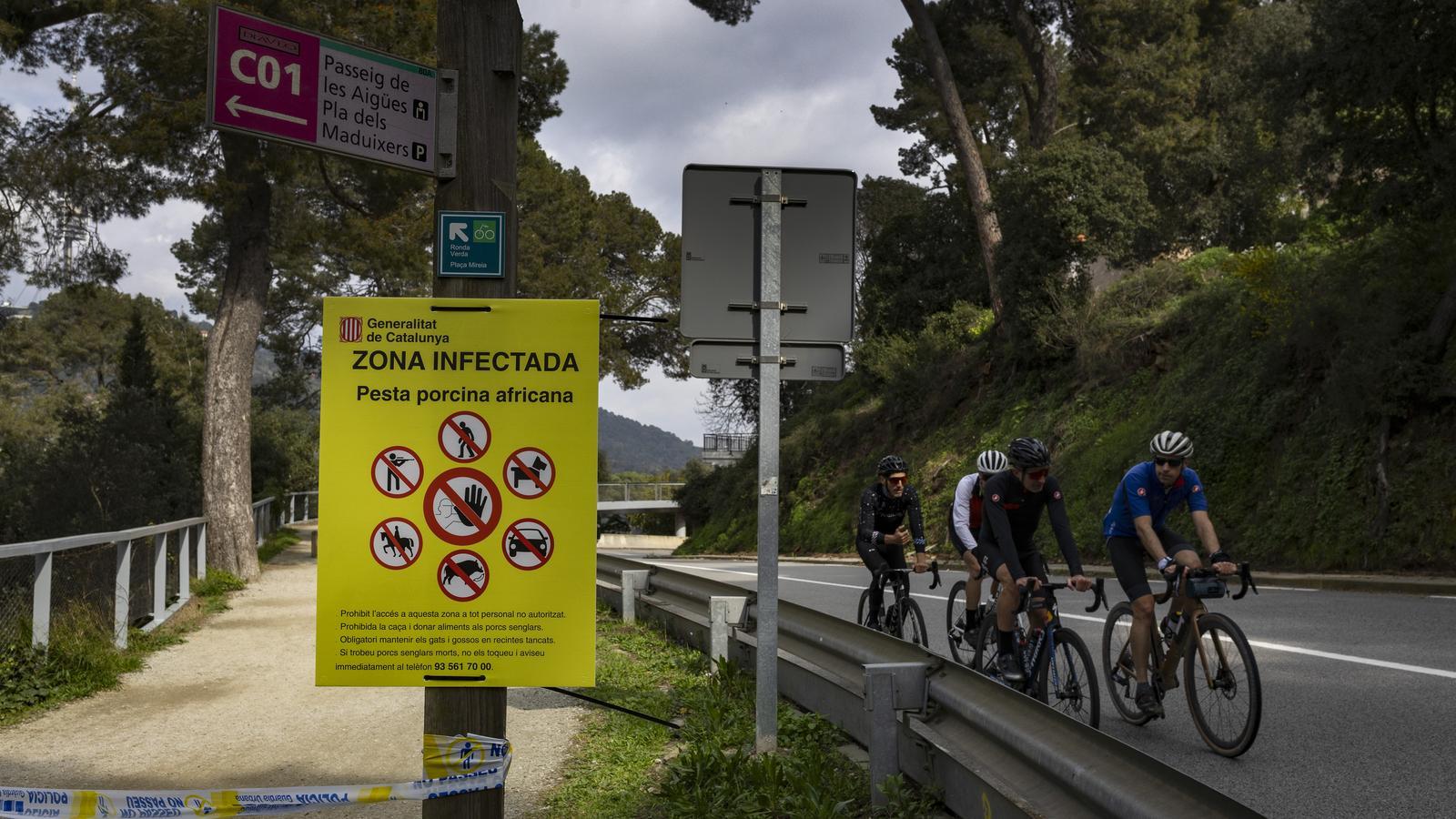 Katalonya, Afrika Domuz Vebası Nedeniyle Tour de France Güzergahını Değiştirmesini İstedi