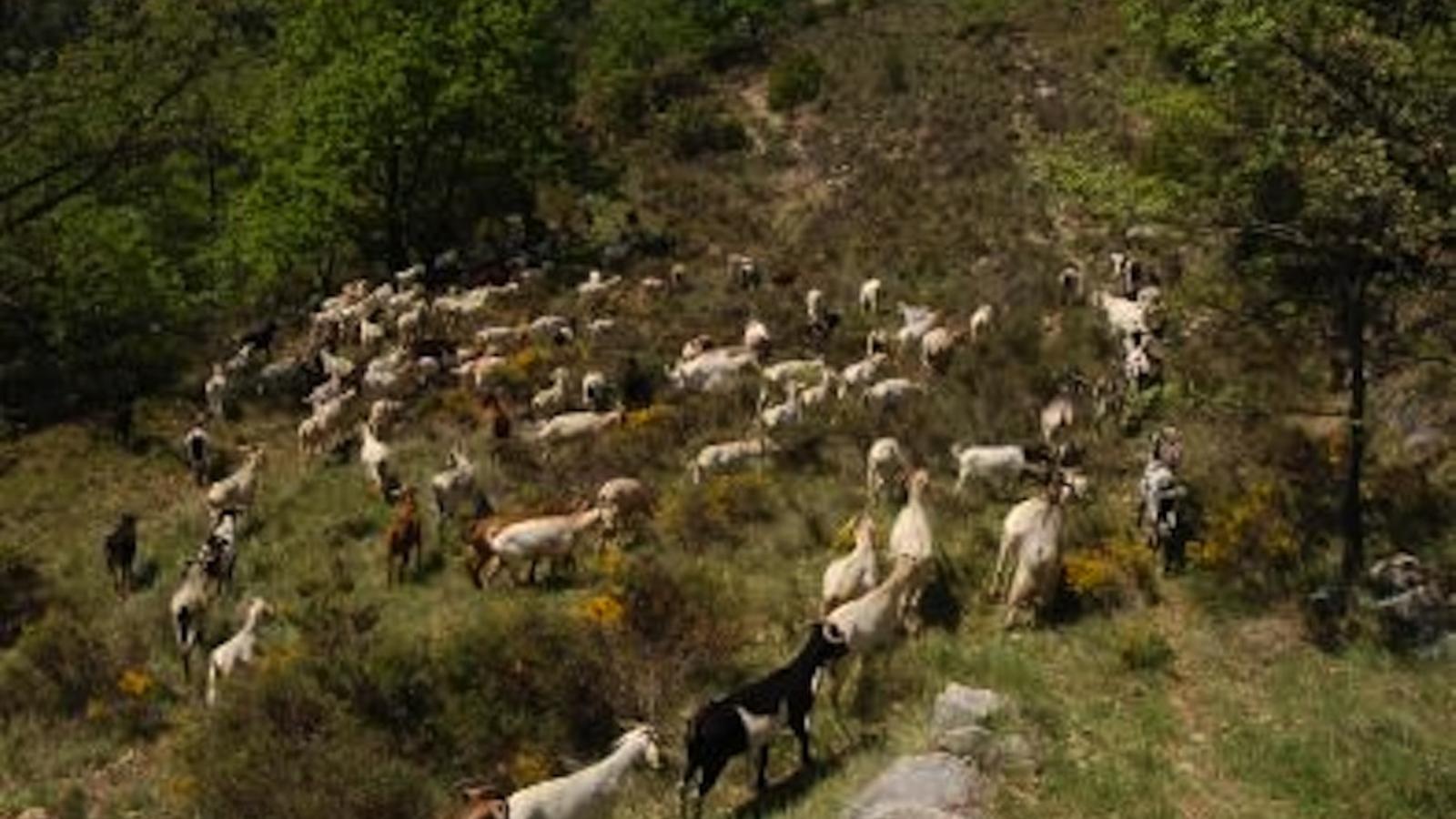 İspanya'da Keçi Hırsızlığı Şoku: Bellpuig'de 20 Keçi Çalan Adam Yakalandı