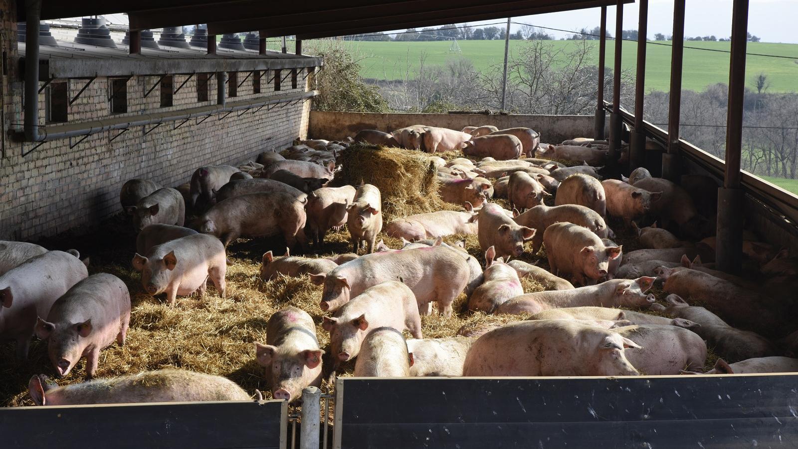 Katalonya Hayvancılığı Salgınlarla Boğuşuyor: Sektör Alarmda!