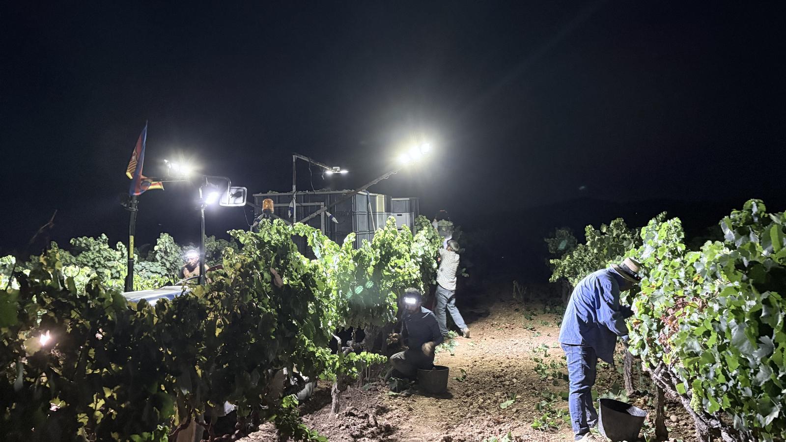 Penedès'te Tarihi Rekor: İklim Değişikliği Şarap Hasadını 22 Temmuz'a Çekti
