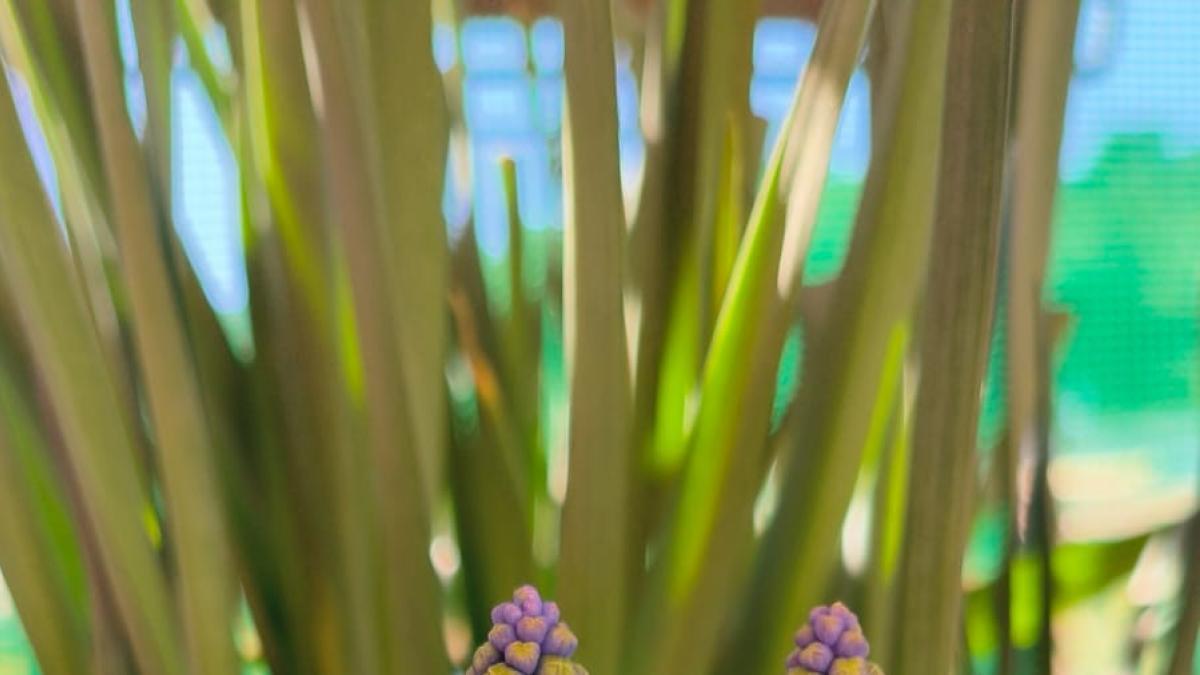 Şubat Ayı ve Mor Cübbeli Çiçekler: Balkonda Samba Rüzgarı