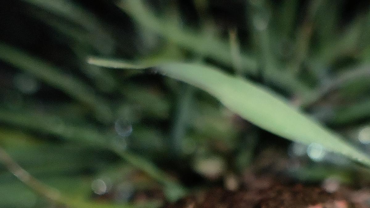 Bülbül Sesleri ve Kurbağaların Gölgesinde Bahar: Doğanın Kırılgan Dengesi