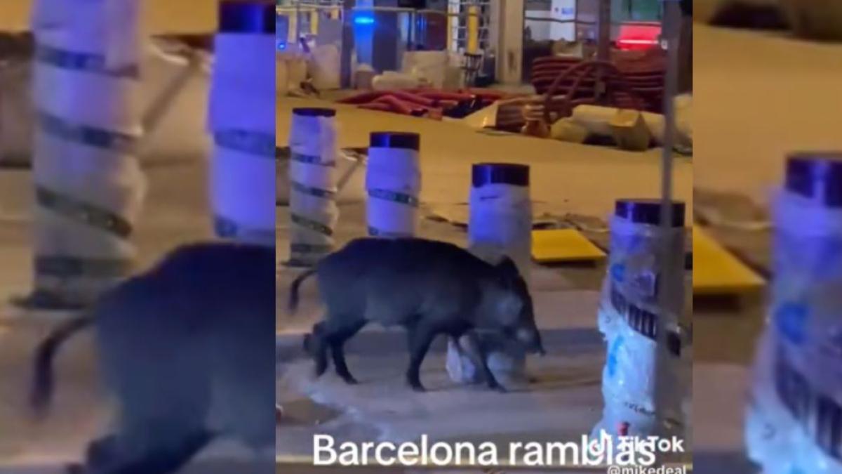 Barselona'da Yaban Domuzu Şaşkınlığı: TikToker La Rambla'daki İnşaatta Görüntüledi