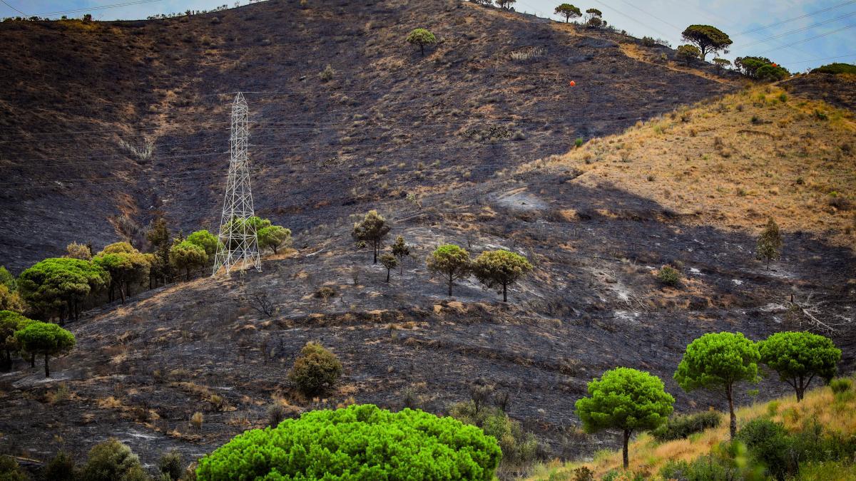 Barselona'da Collserola Yangınına Şüpheli Yakalandı: 55 Hektarlık Alan Kül Oldu