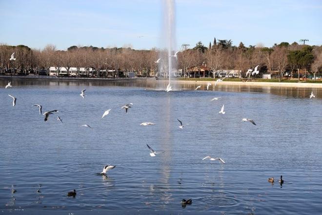 Madrid'deki Casa de Campo Gölü'nde Orta Yaşlı Bir Erkek Cesedi Bulundu