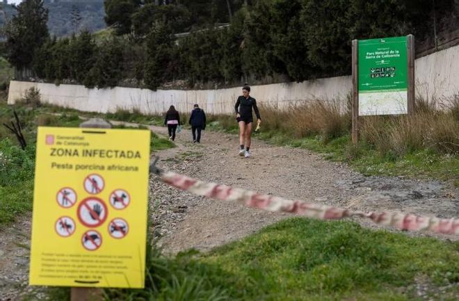 Collserola Parkı'nda Afrika Domuz Vebası Endişesi: Sant Cugat Güvenli Alanlar İstiyor