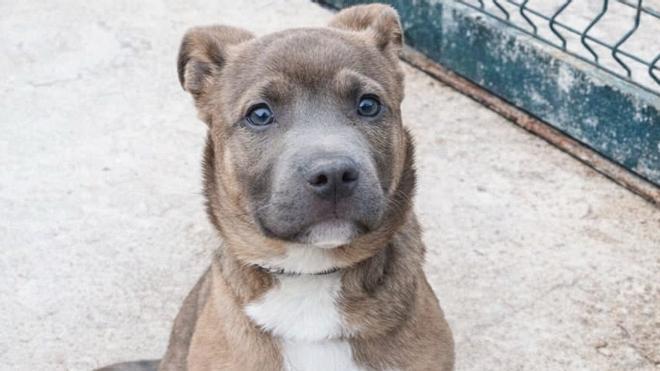 Badalona'da Çalınan Zander Vakası: Barınak Köpekleriyle Yasa Dışı Ticaret Ortaya Çıktı