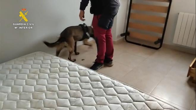 İspanya'da Dev Marihuana Operasyonu: Segovia, Madrid ve Toledo'da 10.000'den Fazla