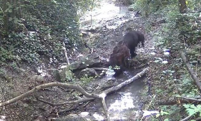 Sosyal Medya Gücüyle Gelen Mutlu Son: Tona'da Kayıp Köpek Bulundu