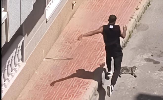 Torrevieja'da Eski Partnerinin Kedisini Öldüren Adam Tutuklandı: Şiddetin Karanlık Yüzü