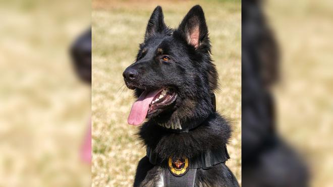 Barselona'daki Müzik Festivalinde Narkotik Köpekli Operasyon: Uyuşturucu Taciri Yakalandı