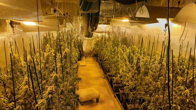 Barselona'da Büyük Marihuana Operasyonu: 5 Gözaltı, Yüzlerce Bitki Ele Geçirildi