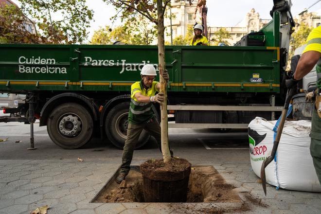 Barselona'da Fira Genişleme Projesi: Tarihi Ağaçlar Yeni Yerlerine Taşındı