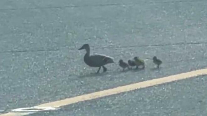 Barselona Havalimanı Pisti'nde Ördek Ailesi Krizi: Uçak Manevrasını Durdurdu