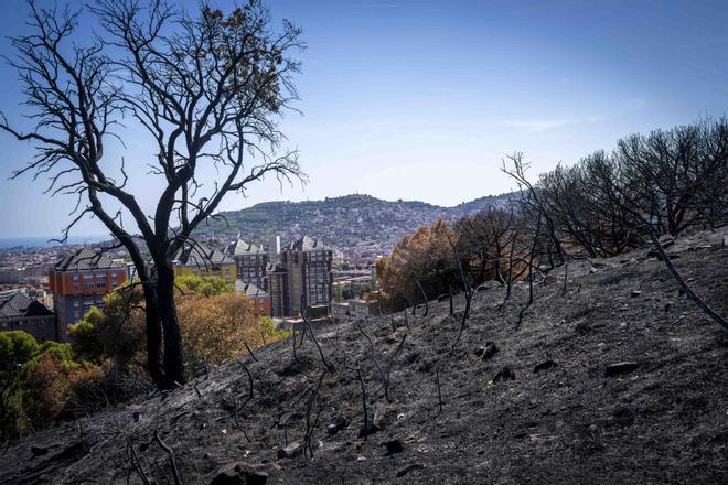 Barselona'nın Akciğerleri Yandı: Collserola Yangını Kundaklama Çıktı, Failler Aranıyor