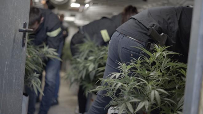 Tarragona'da Bir Milyon Euro Değerinde Dev Marihuana Tarlası Ortaya Çıkarıldı