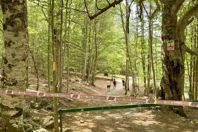 Barselona'nın Yeşil Akciğeri Collserola'da Domuz Vebası Kısıtlamaları: Doğa