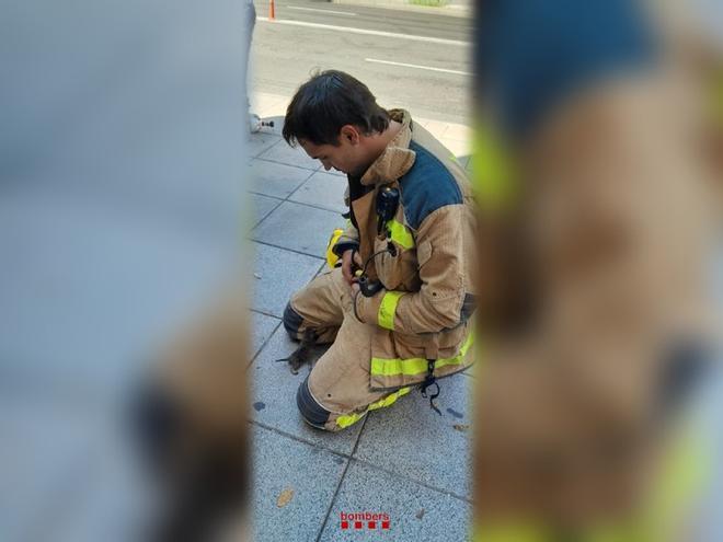 Sant Boi'de Motor Bölmesine Sıkışan Yavru Kediler İtfaiye Tarafından Kurtarıldı