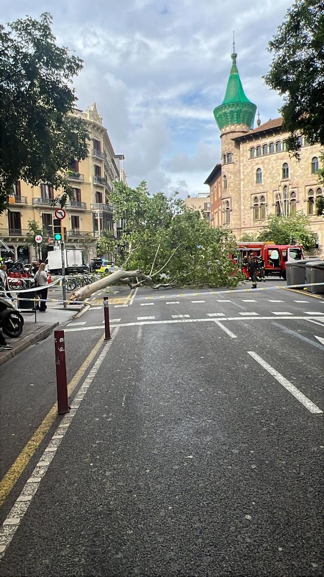 Barselona'da Yola Devrilen Dev Ağaç Motosiklet Sürücüsünü Yaraladı
