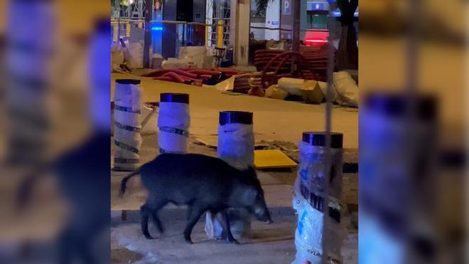 Barselona'nın Kalbinde Şaşırtan Misafir: La Rambla'da Yaban Domuzu Yakalandı
