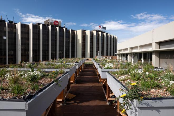 Barselona'da Çatılar Yeşil Alanlara Dönüşüyor: Organik Atıklarla Sürdürülebilir Bir