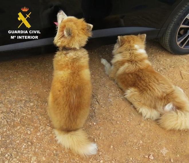Mallorca'da Akita Inu Köpeklerine Kötü Muamele: Sahibine Soruşturma Başlatıldı