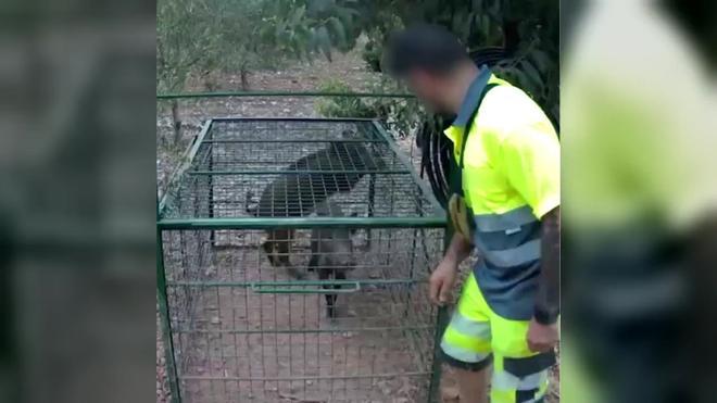 Esparraguera'da Yaban Domuzlarını Serbest Bırakan Kişiye Yasal İşlem: PPA Tehdidi