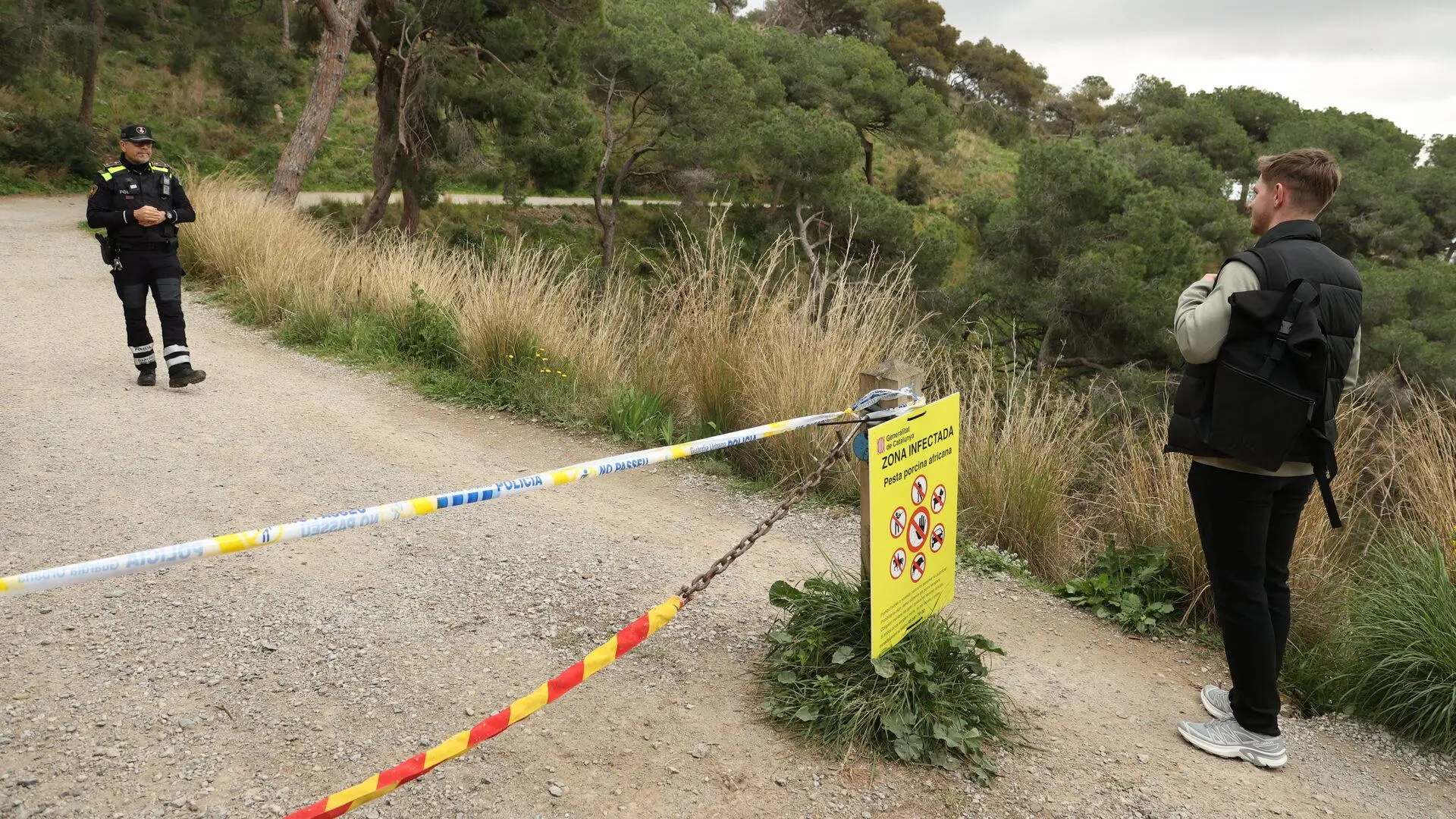 Barselona'nın Akciğerleri Collserola Parkı, Domuz Vebası Nedeniyle Yaz Boyunca Kapalı
