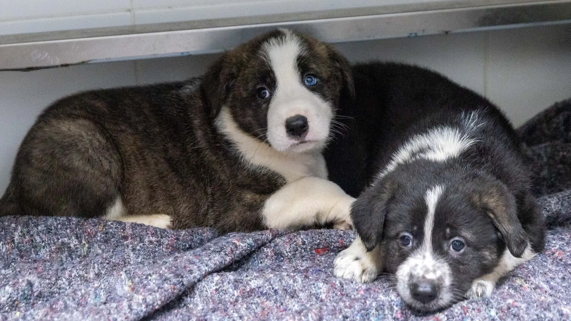 Barselona Hayvan Barınağında Köpek Sayısı Beş Yılda Yüzde 42 Arttı: Nedenler ve Çözüm