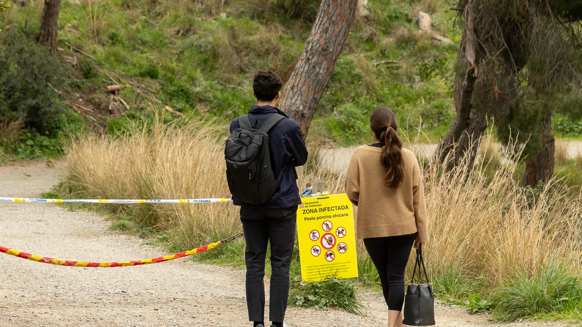 Barselona'da Yüksek Riskli Bölgede 11 Yeni Afrika Domuz Vebası Vakası Tespit Edildi