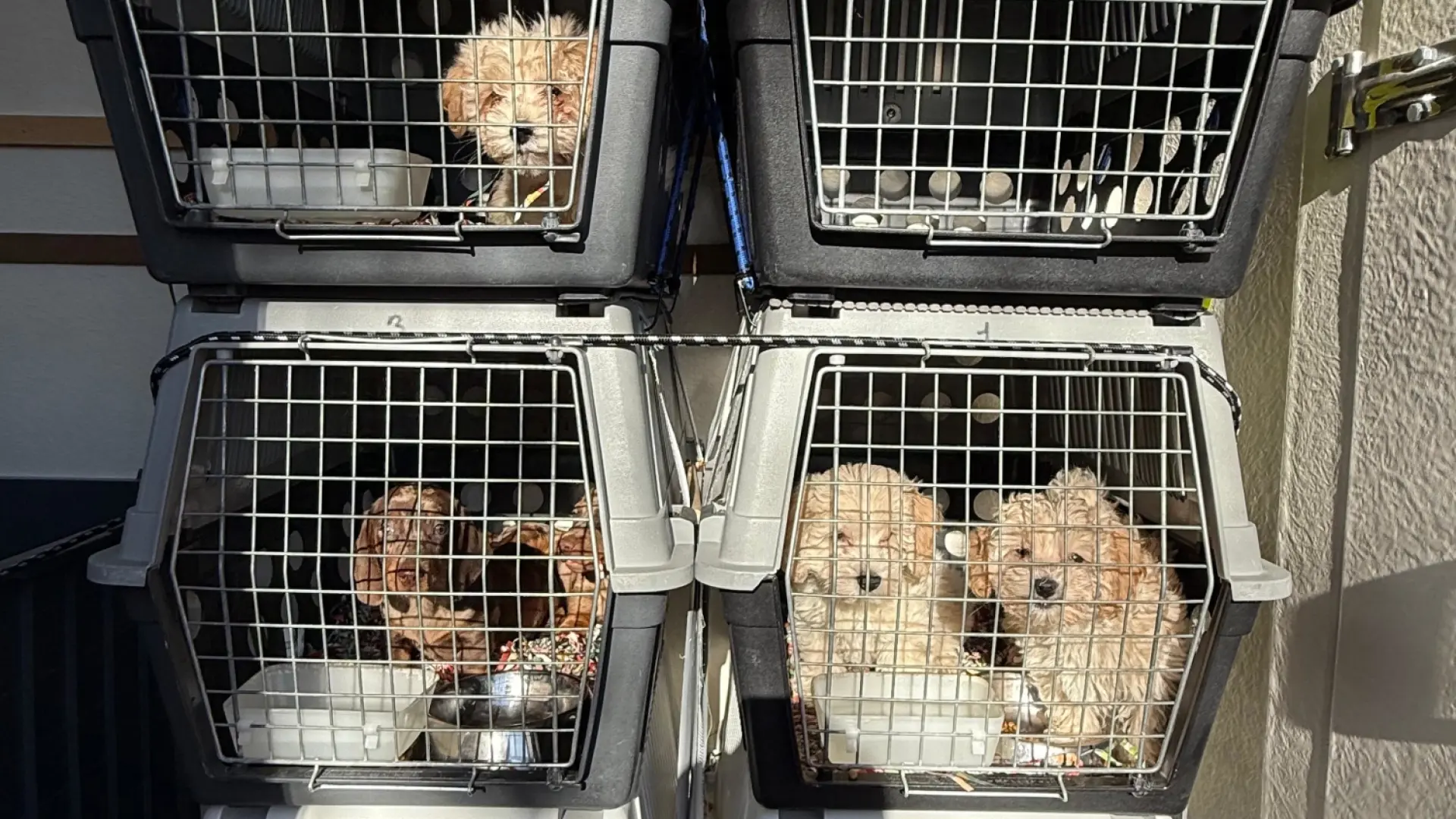 AP-7 Otoyolu'nda Hayvan Kaçakçılığı Alarmı: Hastalıklı Köpekler İspanya'yı Tehdit Ediyor