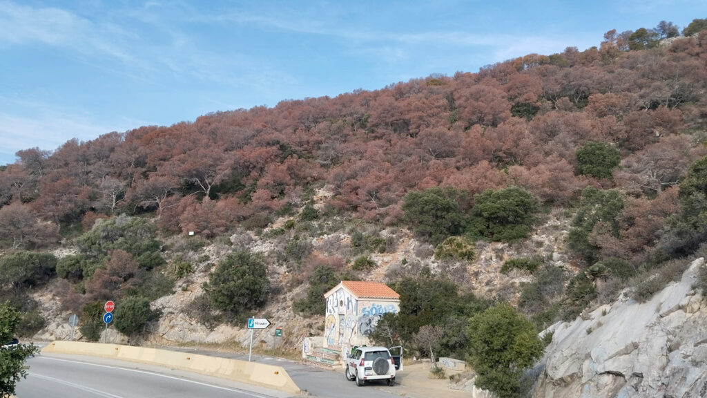 Akdeniz Ormanları Stres Altında Toluen Salgılıyor: Yeni Bir Çevresel Gösterge