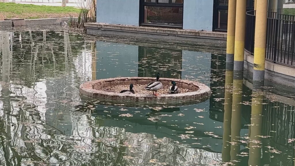 Barselona Parkları Baharla Canlanıyor: Ördeklerin Üreme Dansı ve Şehir Ekosistemi
