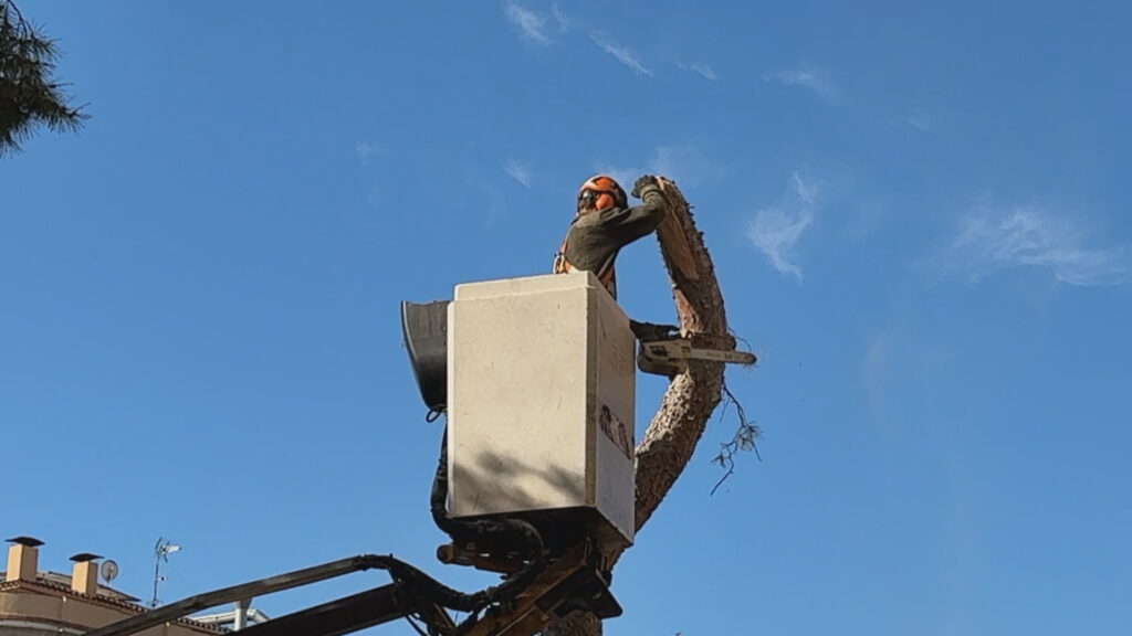 Sants Meydanı Metro İstasyonu Çalışmaları Nedeniyle Ağaç Kesimi Başladı